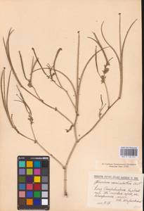 Мачок рогатый (L.) Rudolph, Восточная Европа, Северо-Украинский район (E11) (Украина)