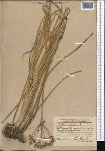 Сусак зонтичный L., Средняя Азия и Казахстан, Прикаспийский Устюрт и Северное Приаралье (M8) (Казахстан)