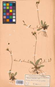 Pilosella acutifolia subsp. acutifolia, Восточная Европа, Московская область и Москва (E4a) (Россия)