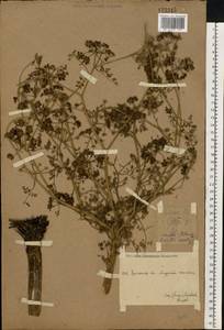 Омежник водный, Омежник водяной (L.) Poir., Восточная Европа, Восточный район (E10) (Россия)