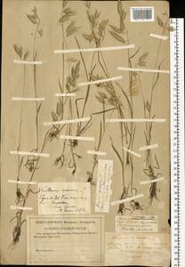 Костер растопыренный L., Восточная Европа, Нижневолжский район (E9) (Россия)