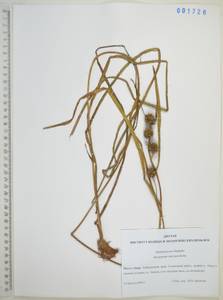 Ежеголовник всплывающий, Ежеголовник всплывший Rehmann, Сибирь, Дальний Восток (S6) (Россия)