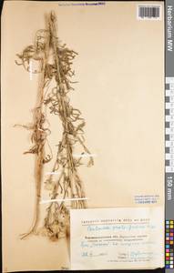 Centaurea protogerberi Klokov, Восточная Европа, Северо-Украинский район (E11) (Украина)