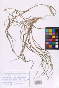 Cenchrus longispinus (Hack.) Fernald, Восточная Европа, Северо-Украинский район (E11) (Украина)