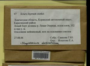 Plagiothecium denticulatum (Hedw.) Schimp., Гербарий мохообразных, Мхи - Чукотка и Камчатка (B21) (Россия)