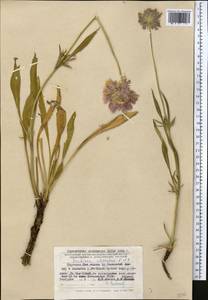 Lomelosia alpestris (Kar. & Kir.) Soják, Средняя Азия и Казахстан, Западный Тянь-Шань и Каратау (M3) (Киргизия)