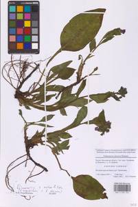 Pulmonaria × notha A.Kern., Восточная Европа, Московская область и Москва (E4a) (Россия)