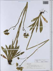 Ястребиночка скученная (Froel.) Fr., Восточная Европа, Средневолжский район (E8) (Россия)