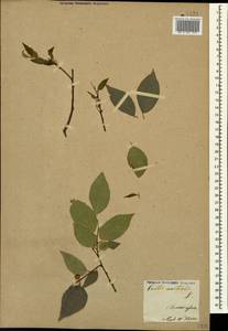 Каркас кавказский Willd., Кавказ, Армения (K5) (Армения)
