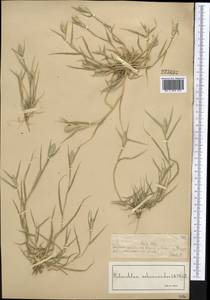 Sporobolus schoenoides (L.) P.M.Peterson, Средняя Азия и Казахстан, Муюнкумы, Прибалхашье и Бетпак-Дала (M9) (Казахстан)