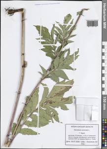 Серпуха венценосная L., Восточная Европа, Центральный лесостепной район (E6) (Россия)