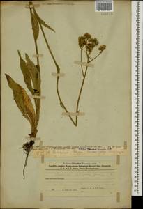 Pilosella echioides subsp. echioides, Кавказ, Азербайджан (K6) (Азербайджан)
