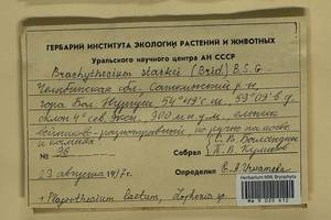 Plagiothecium laetum Schimp., Гербарий мохообразных, Мхи - Башкортостан, Челябинская и Оренбургская области (B14) (Россия)