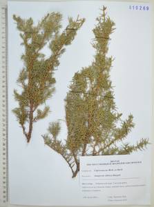 Можжевельник скальный Pall., Сибирь, Дальний Восток (S6) (Россия)