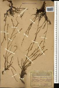 Polygonum setosum subsp. luzuloides (Jaub. & Spach) Leblebici, Кавказ, Армения (K5) (Армения)