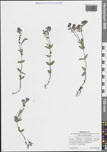 Вероника простертая L., Восточная Европа, Средневолжский район (E8) (Россия)