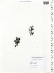 Роголистник светло-зеленый L., Крым (KRYM) (Россия)