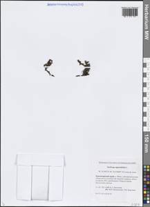 Камнеломка супротивнолистная L., Сибирь, Центральная Сибирь (S3) (Россия)