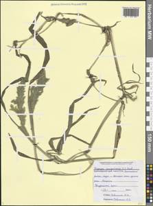 Многобородник монпельенский (L.) Desf., Кавказ, Черноморское побережье (от Новороссийска до Адлера) (K3) (Россия)