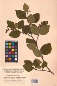 Ольховник кустарниковый, Ольха кустарниковая (Rupr.) Raus, Восточная Европа, Северный район (E1) (Россия)
