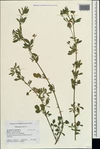 Люцерна посевная L., Крым (KRYM) (Россия)