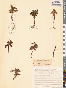 Mentha arvensis subsp. canadensis (L.) H.Hara, Сибирь, Чукотка и Камчатка (S7) (Россия)