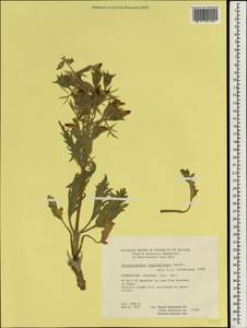 Phlomoides thyrsiflora (Benth.) Salmaki, Зарубежная Азия (ASIA) (Афганистан)