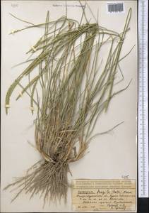 Житняк ломкий (Roth) P.Candargy, Средняя Азия и Казахстан, Муюнкумы, Прибалхашье и Бетпак-Дала (M9) (Казахстан)