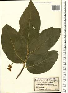 Бересклет широколистный (L.) Mill., Кавказ, Азербайджан (K6) (Азербайджан)