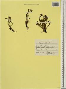 Мелколепестник одноцветковый L., Кавказ, Ставропольский край, Карачаево-Черкесия, Кабардино-Балкария (K1b) (Россия)