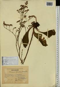 Limonium gmelini (Willd.) Kuntze, Восточная Европа, Молдавия (E13a) (Молдавия)