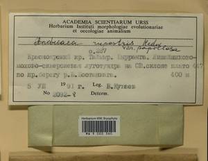 Andreaea rupestris var. papillosa (Lindb.) Podp., Гербарий мохообразных, Мхи - Красноярский край, Тыва и Хакасия (B17) (Россия)