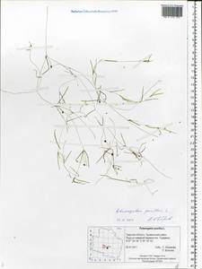 Рдест маленький L., Восточная Европа, Северо-Западный район (E2) (Россия)
