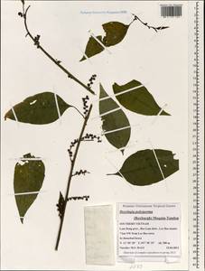 Deeringia polysperma (Roxb.) Moq., Зарубежная Азия (ASIA) (Вьетнам)