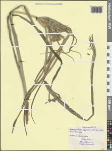 Сыть полевичковая Lam., Кавказ, Черноморское побережье (от Новороссийска до Адлера) (K3) (Россия)