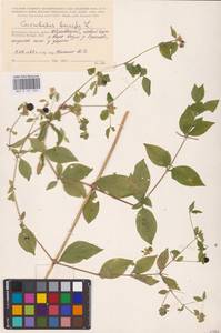 Волдырник ягодный (L.) Durande, Восточная Европа, Центральный район (E4) (Россия)