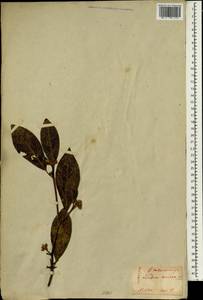 Lindera sericea (Sieb. & Zucc.) Bl., Зарубежная Азия (ASIA) (Япония)