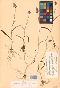Пальчатокоренник холодолюбивый (Schltr.) Holub, Восточная Европа, Северный район (E1) (Россия)