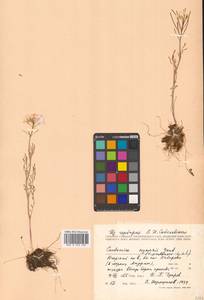 Cardamine polemonioides Rouy, Восточная Европа, Северный район (E1) (Россия)