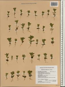 Pulicaria arabica (L.) Cass., Зарубежная Азия (ASIA) (Кипр)