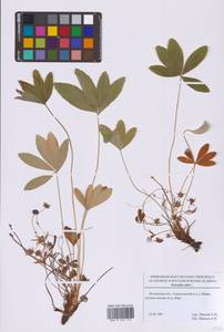 Лапчатка белая L., Восточная Европа, Московская область и Москва (E4a) (Россия)