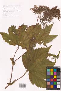 Таволга камчатская (Pall.) Maxim., Сибирь, Дальний Восток (S6) (Россия)