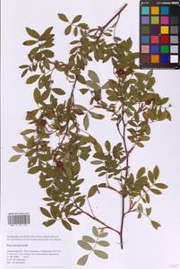 Шиповник даурский Pall., Сибирь, Дальний Восток (S6) (Россия)