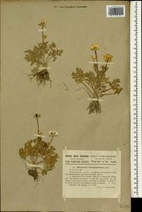 Ranunculus millefolius subsp. hierosolymitanus (Boiss.) P. H. Davis, Зарубежная Азия (ASIA) (Израиль)