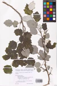 Populus × canescens (Aiton) Sm., Восточная Европа, Центральный лесостепной район (E6) (Россия)