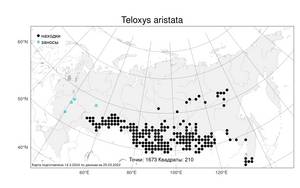 Teloxys aristata, Телоксис остистый (L.) Moq., Атлас флоры России (FLORUS) (Россия)