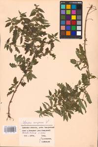 MHA 0 157 787, Зюзник европейский L., Восточная Европа, Западный район (E3) (Россия)