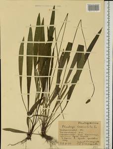 Подорожник ланцетный, Подорожник ланцетолистный L., Восточная Европа, Западно-Украинский район (E13) (Украина)