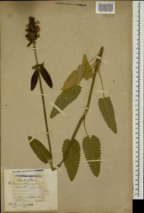 Betonica officinalis subsp. officinalis, Кавказ, Азербайджан (K6) (Азербайджан)