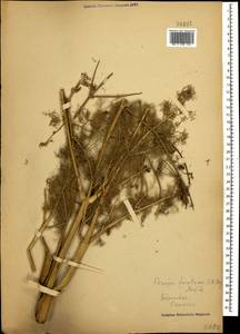 Прангос феруловидный (L.) Lindl., Кавказ (без точных местонахождений) (K0)